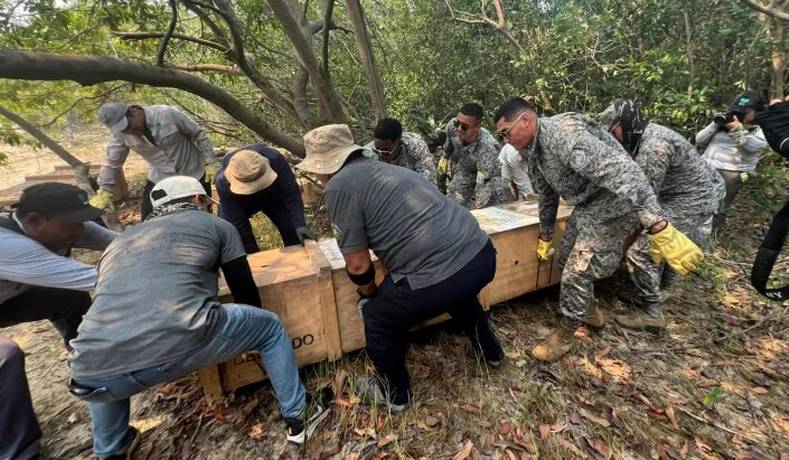 11 cocodrilos del Orinoco regresaron a su hábitat natural en Colombia