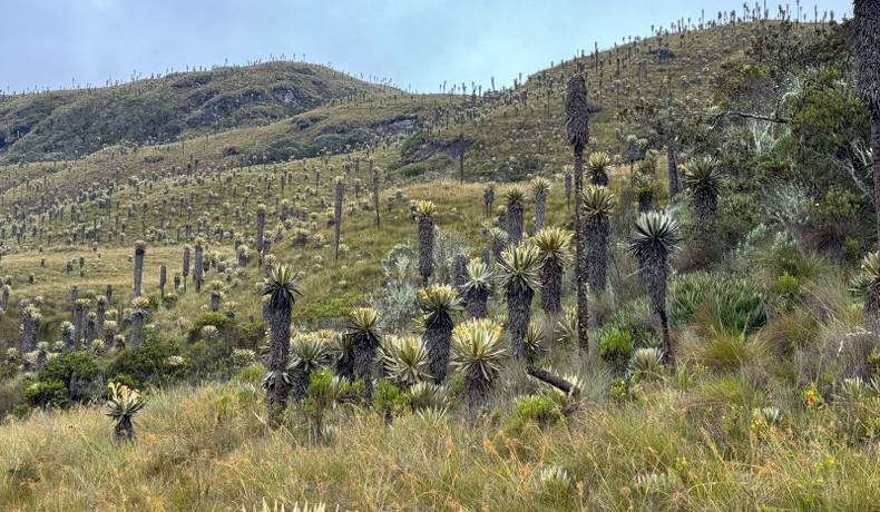 Gobernación del Tolima hace seguimiento, control y monitoreo a predios de conservación
