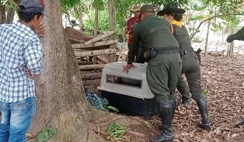 Carabineros rescatan tigrillo en Coyaima 