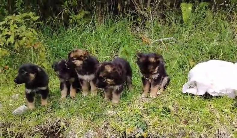 Exitosa jornada de adopción de cachorros en el municipio de Murillo