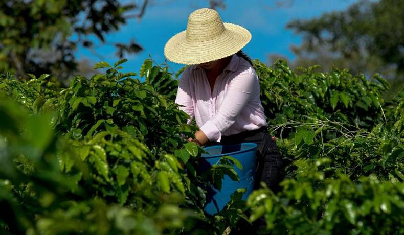 Aliste su mejor grano para venderlo en Ibagué Café Festival