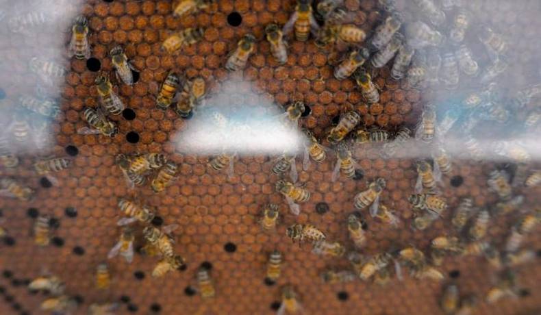 Alcaldía fortalece el sector apícola en la zona rural