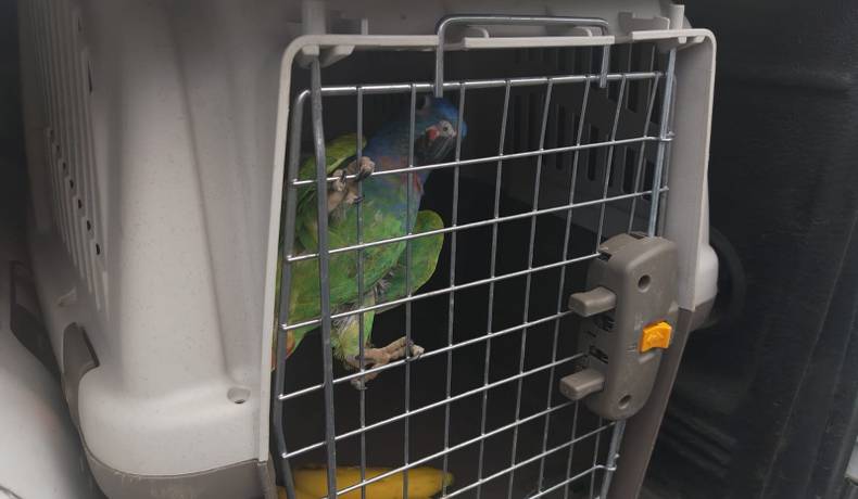 METIB intensifica acciones contra el tráfico ilegal de fauna y flora