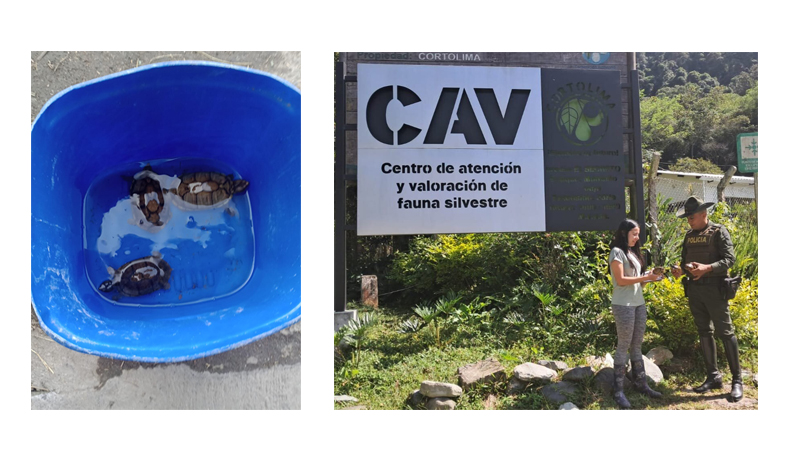 Policía salva a tres tortugas blancas en la vía Alvarado