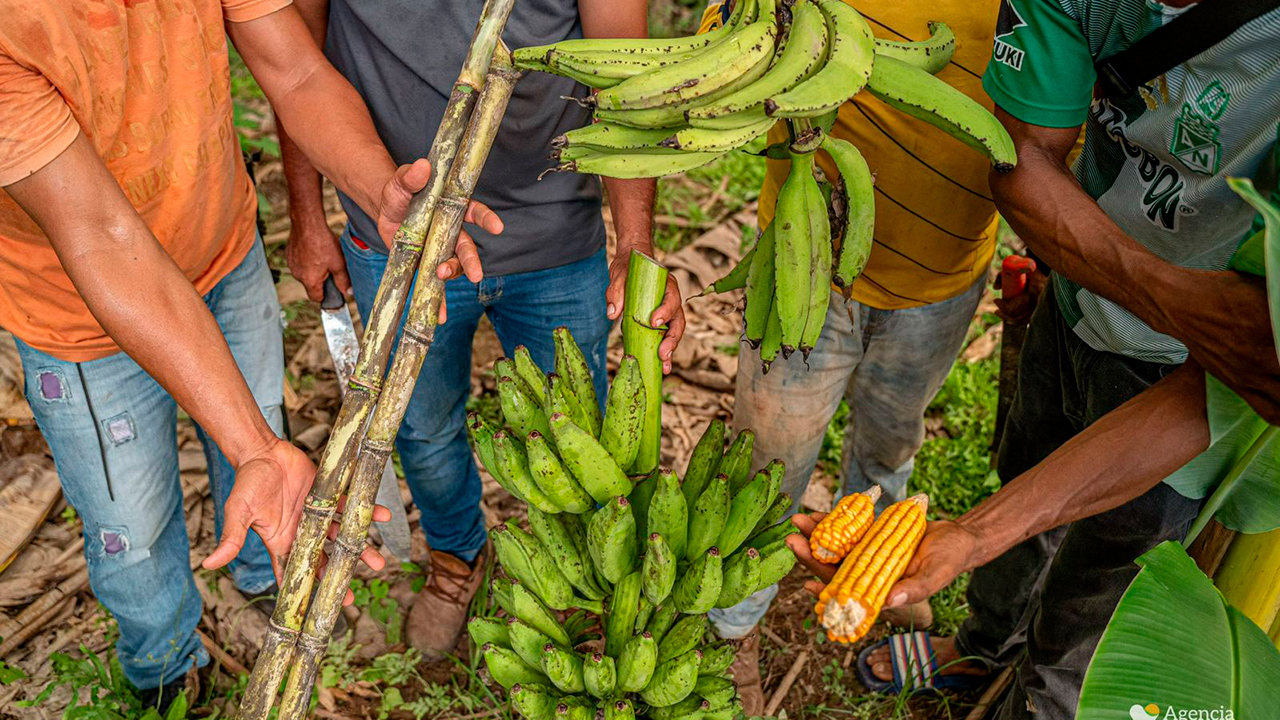 Campesinos del Cesar pusieron a producir las 1.135 hectáreas que les otorgó el Gobierno