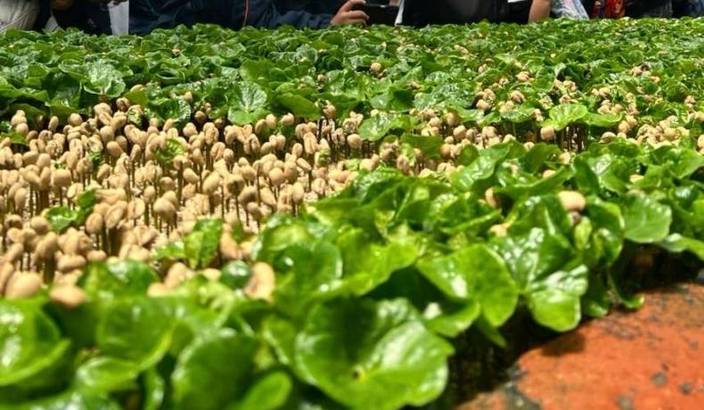 Alcaldía entregará chapolas para renovación de cultivos