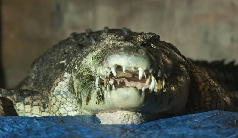 Joven de 16 años murió tras ataque de cocodrilo en Australia