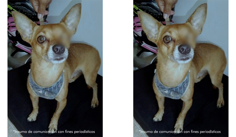 Fiscalía imputa a responsables de agredir a dos perros en el Tolima 