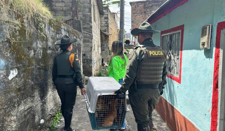 Denuncia el maltrato animal en Ibagué, aquí te contamos que debes hacer