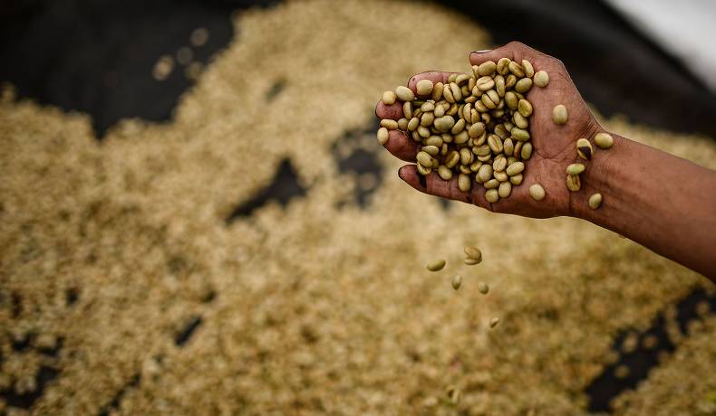 13,1 % crecieron exportaciones del sector agropecuario y agroindustrial colombiano en el mes de julio