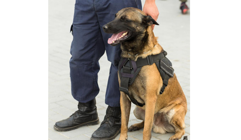Los perros de trabajo serán beneficiados a través de un proyecto de ley