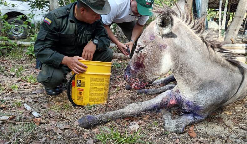 Policía auxilió semoviente afectado por quemaduras 