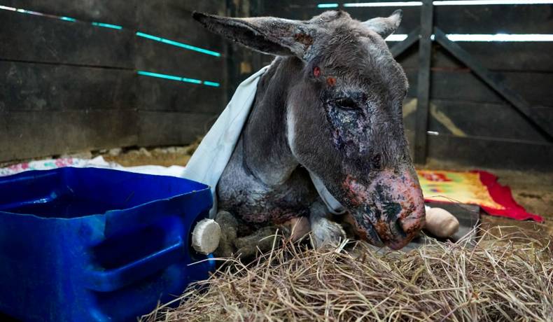 El burrito Medina mejora  tras resultar quemado en incendios forestales