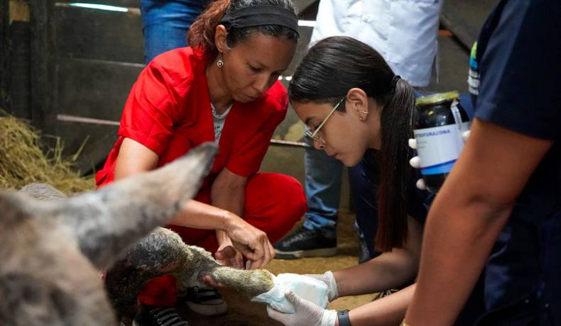 El burrito Medina mejora  tras resultar quemado en incendios forestales