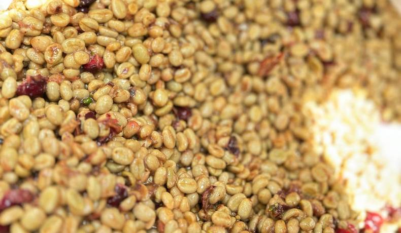 Se ampliaron las fechas para el Concurso de Microlotes Tolima Corazón Cafetero de Colombia