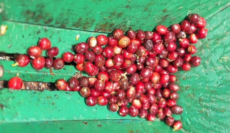 Se ampliaron las fechas para el Concurso de Microlotes Tolima Corazón Cafetero de Colombia