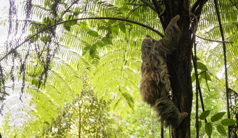 Cortolima liberó perezoso encontrado en un camión