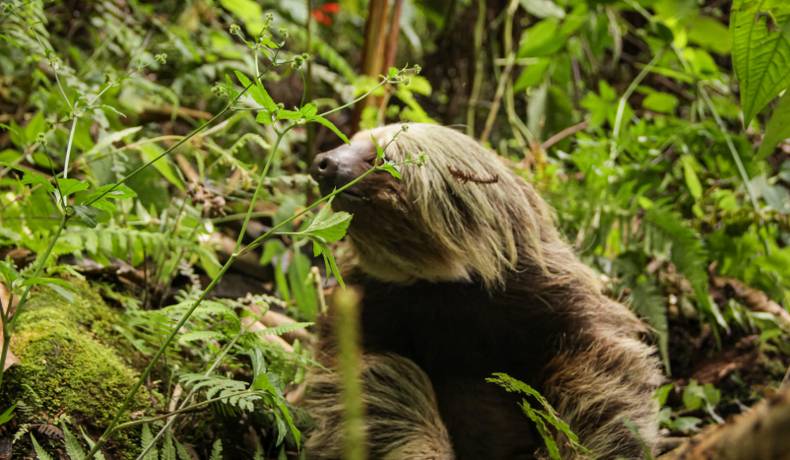 Cortolima liberó perezoso encontrado en un camión