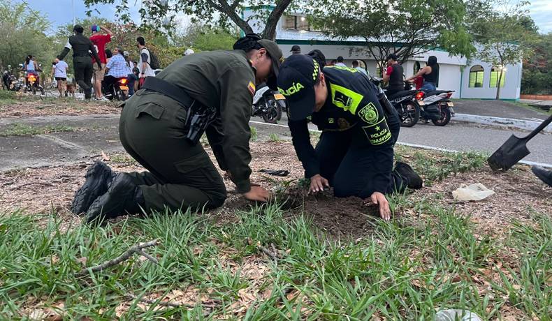 Sembratón de 250 árboles en diferentes partes del municipio de Lérida