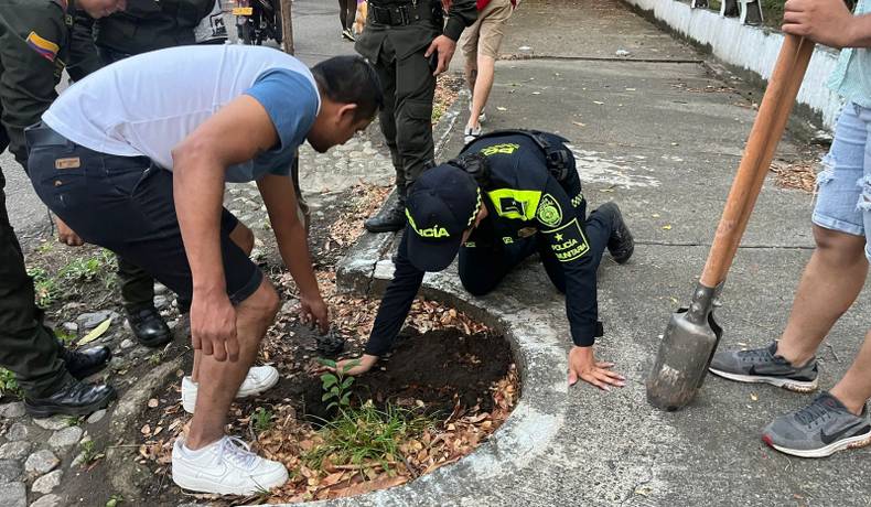 Sembratón de 250 árboles en diferentes partes del municipio de Lérida