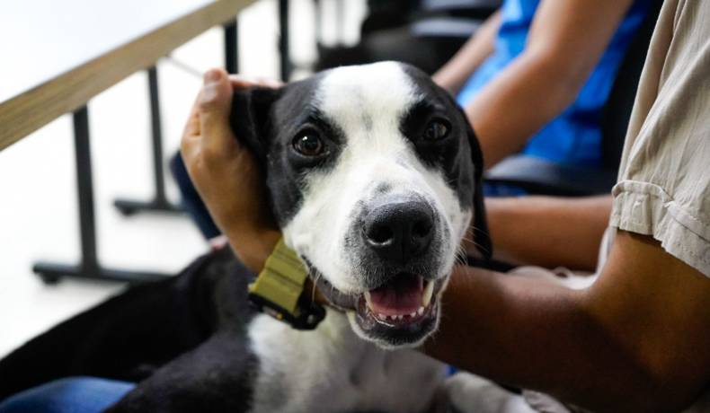 Trasladan a Kira, la perrita abusada sexualmente en Planadas, a Ibagué