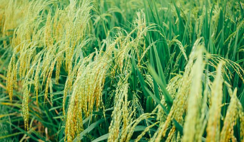 Fondo Nacional de Garantías y Fedearroz firman memorando para aumentar acceso al crédito en sector arrocero 