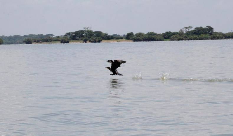 Ecopetrol ha sembrado más de 600 mil árboles en humedales de seis departamentos