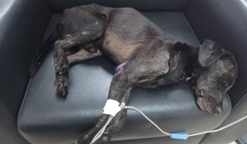 Policía salva canino que se encontraba a orillas de aguas negras debajo de un puente en Melgar