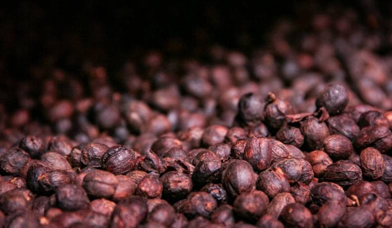 Cortolima visibilizó apuesta por innovación y sostenibilidad en Feria Internacional de Café en Planadas