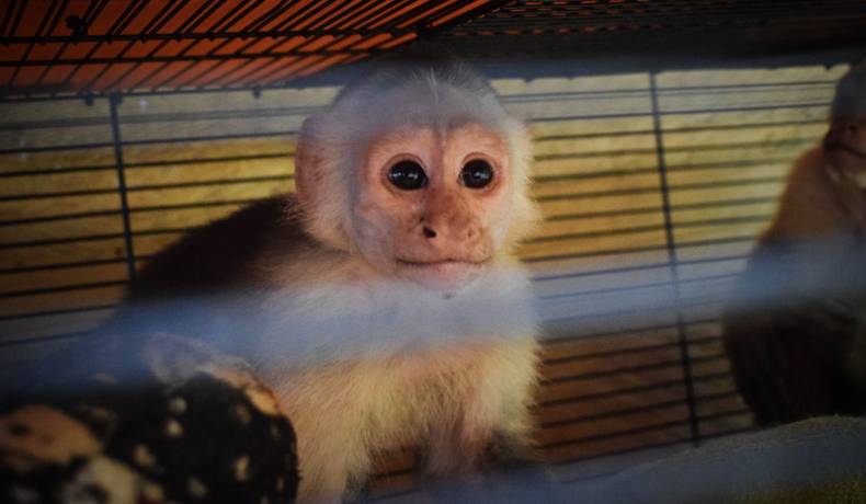 Cortolima reubicó en el Meta a seis animales víctimas de tráfico ilegal