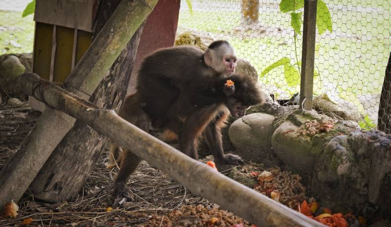 Cortolima reubicó en el Meta a seis animales víctimas de tráfico ilegal