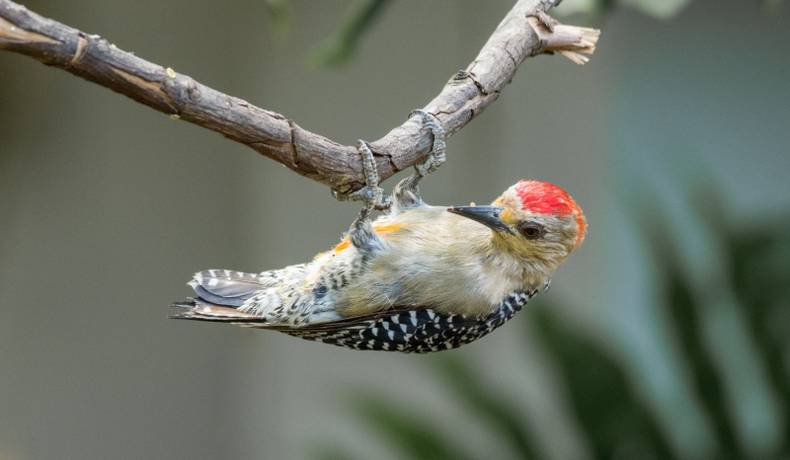 Prográmese con la novena edición del Festival de Aves del Tolima
