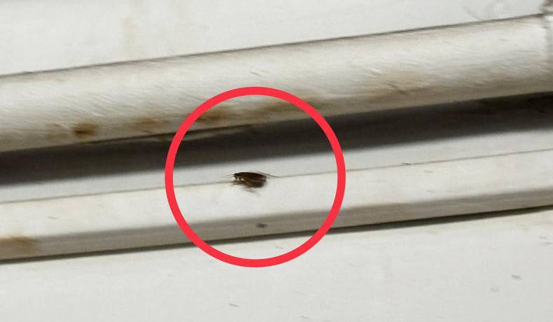 Alcaldía selló panadería porque encontró nido de cucarachas