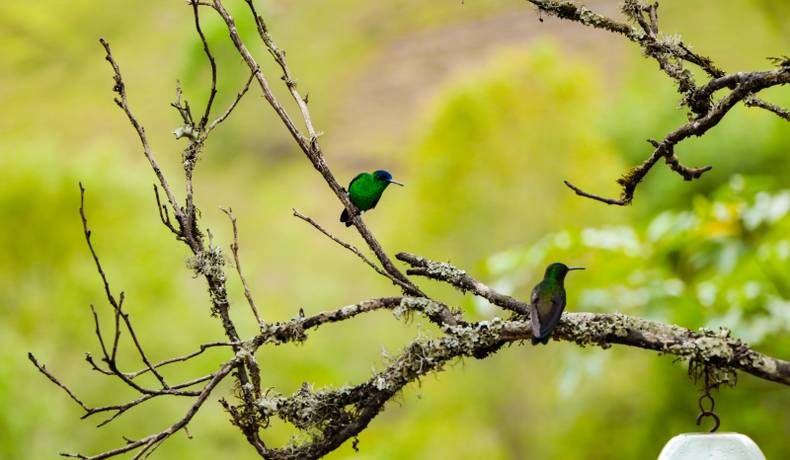 Clausura del IX Festival de Aves del Tolima en Purificación