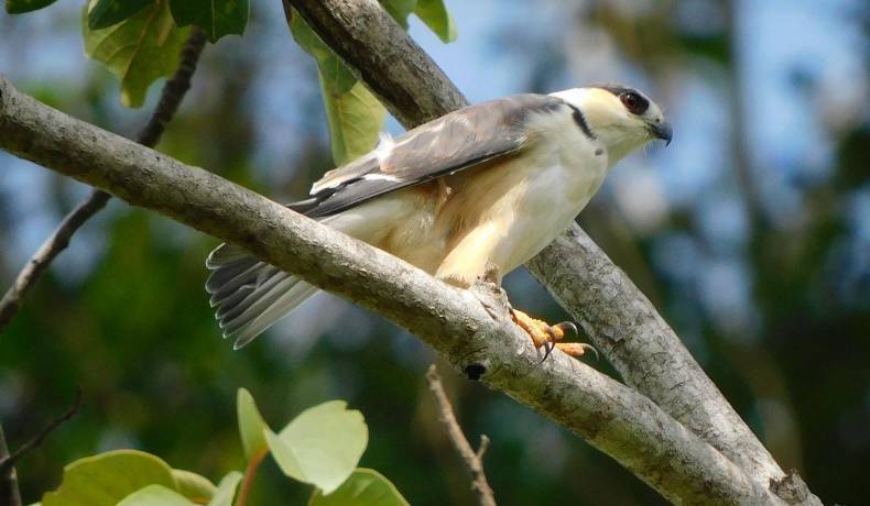 Clausura del IX Festival de Aves del Tolima en Purificación