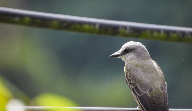 Asista a la clausura del Festival de Aves del Tolima en Purificación