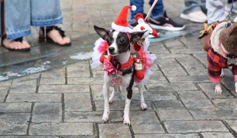Agéndese para participar en el Desfile Navideño de Mascotas este 13 de diciembre