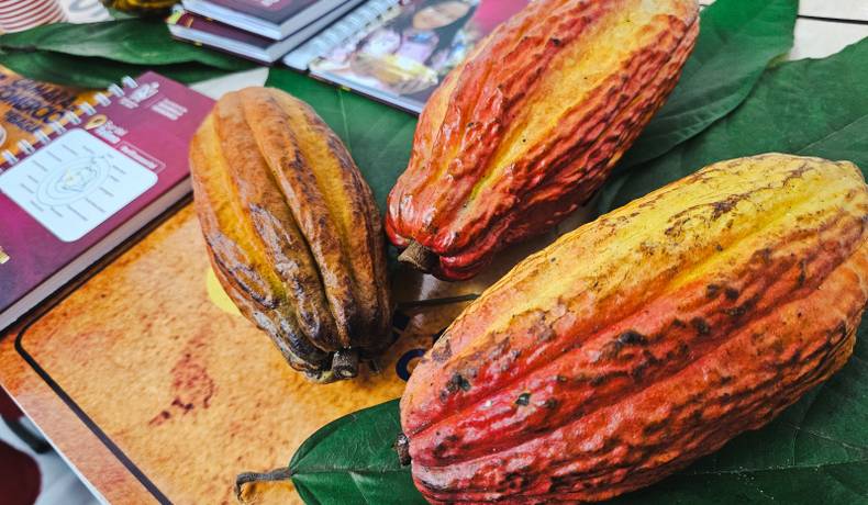 Sur del Tolima tiene el primer mapa de perfil sensorial de cacao