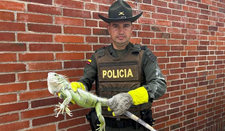 Más de 300 especies silvestres han sido rescatadas en Ibagué