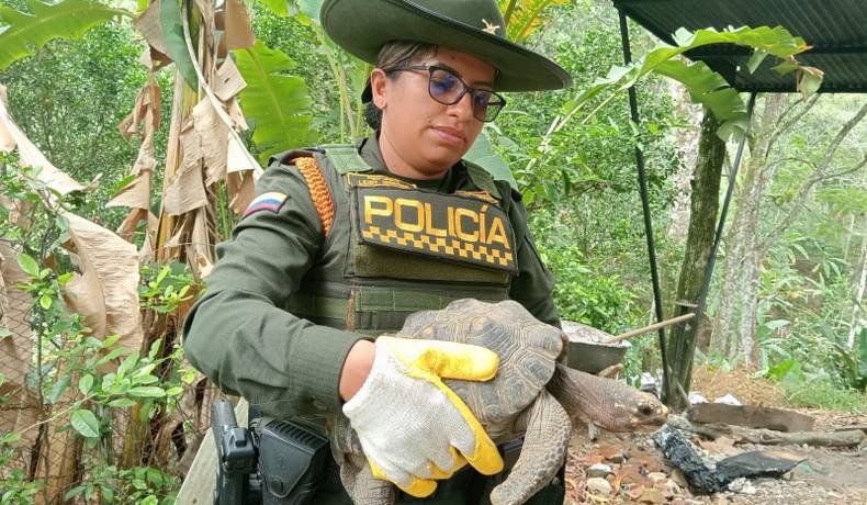 Más de 300 especies silvestres han sido rescatadas en Ibagué