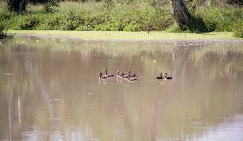 Habitantes de zona rural de Guamo apoyarán la protección de humedales