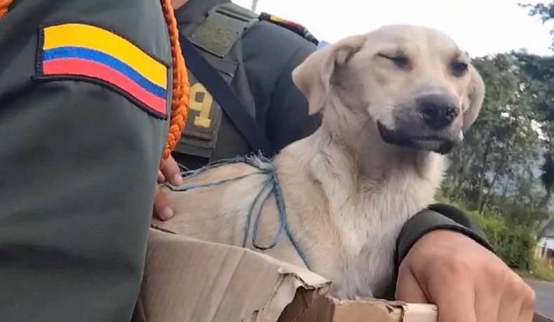 Carabineros salvan la vida de una canino abandonada en Líbano