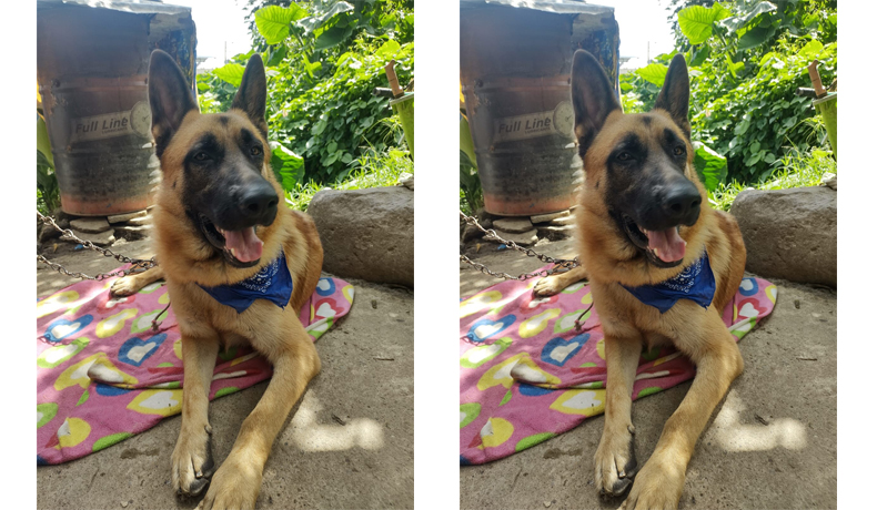 La historia de Max, el perrito agredido a machete en Fresno