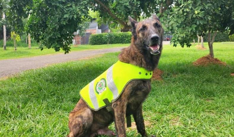 Ángel ha permitido la incautación de más de 300 kilos de pólvora.