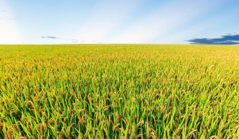 Un plan para toda la familia: Asista al Festival del Arroz este viernes en La Estación