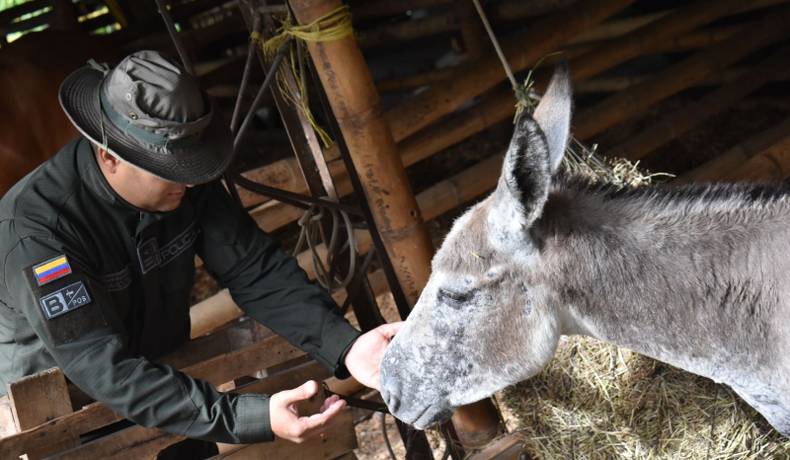 El burrito Medina, sobreviviente a los incendios en Coyaima, regresa a casa 100% recuperado