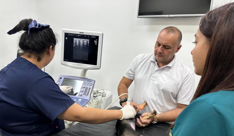 Más de 100 animales recibieron atención veterinaria y especializada en el Tolima