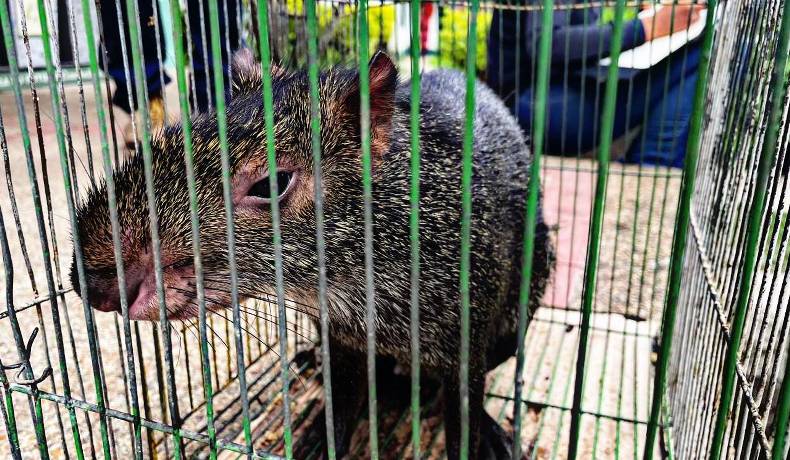 Tres especies silvestres han sido rescatadas en Ibagué en 2025