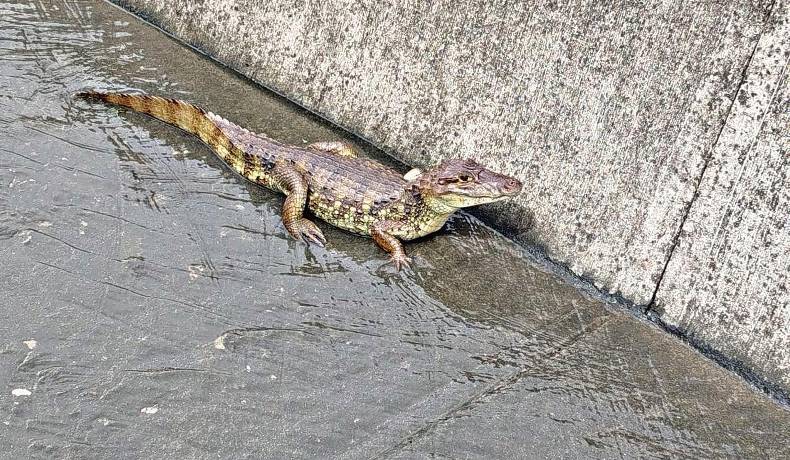 Tres especies silvestres han sido rescatadas en Ibagué en 2025