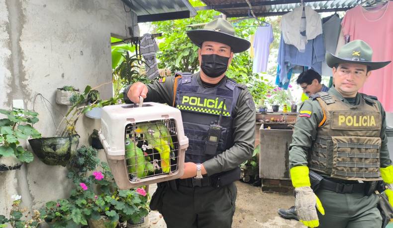 Cuatro loros orejiamarillo y un loro guaro del Amazonas liberados por la Policía
